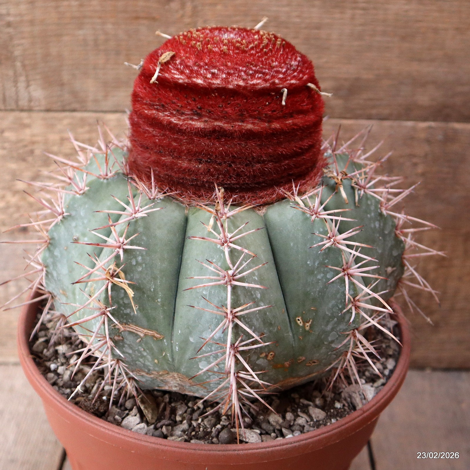 D7901 MELOCACTUS BAHIENSIS pot22-H19-W21 cm MaMa Cactus