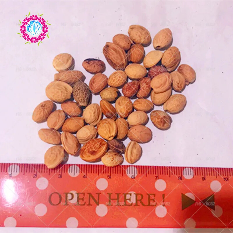(10) CHERRY TREE SEEDS rare exotic flower home blossom garden USA SELLER W/TRACK