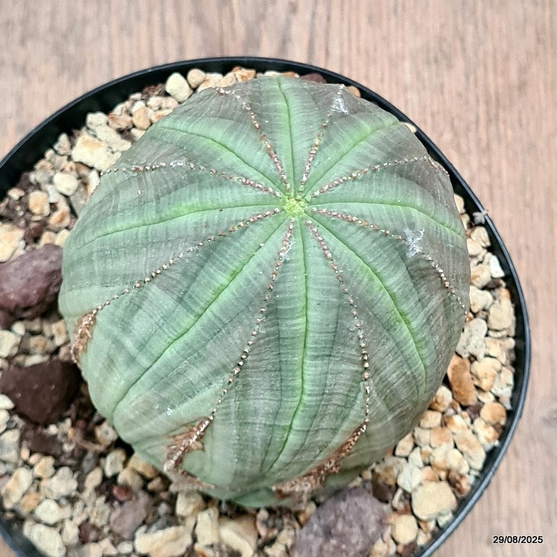 D6275 EUPHORBIA OBESA ARROW MONSTER pot14-H13-W9 cm MaMa Cactus