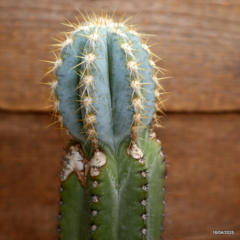 A7230 AUSTROCEPHALOCEREUS DYBOWSKII pot16-H40-W7 cm MaMa Cactus