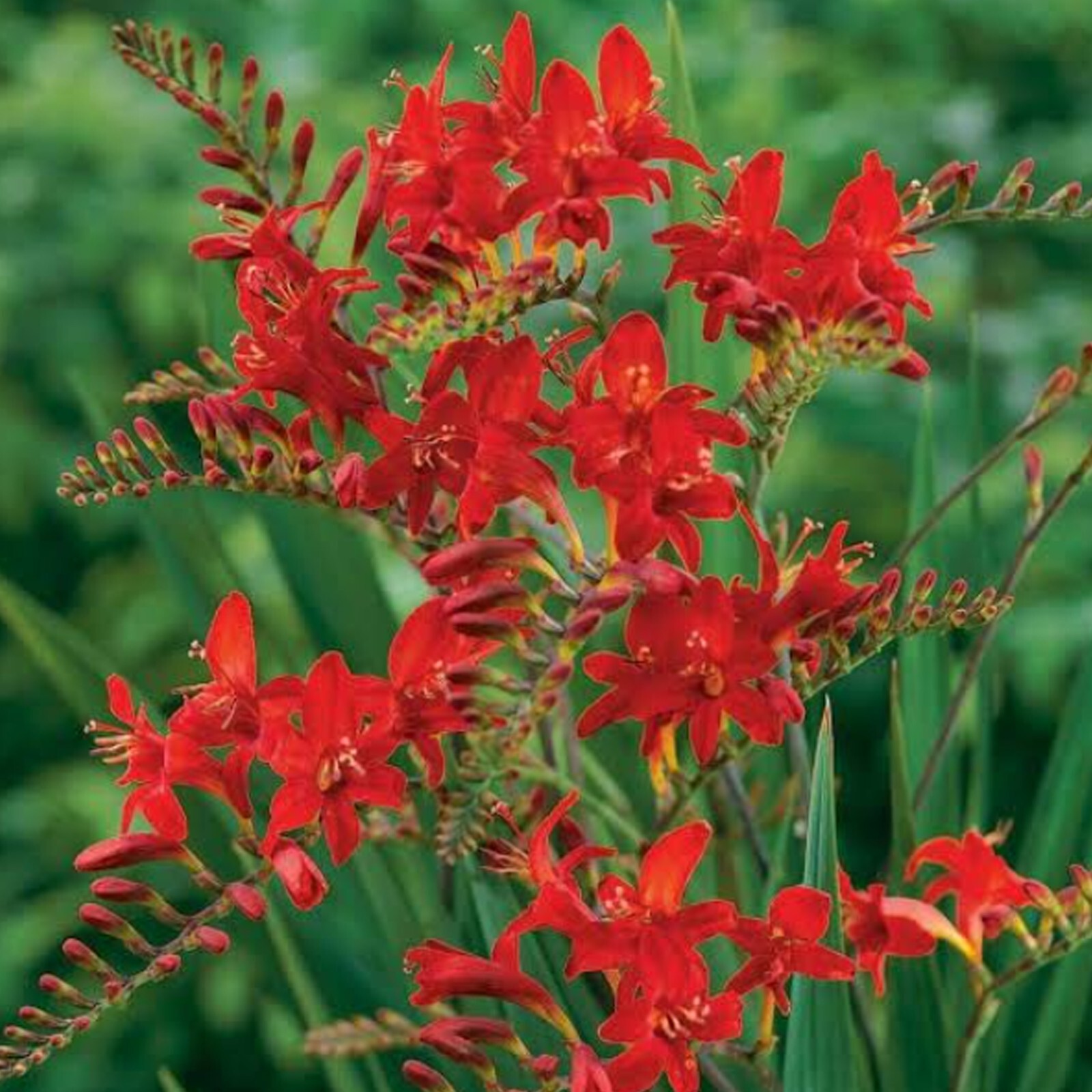 Crocosmia Lucifer Pollinator Friendly & Beautiful Crocosmia Mix 5 bulb