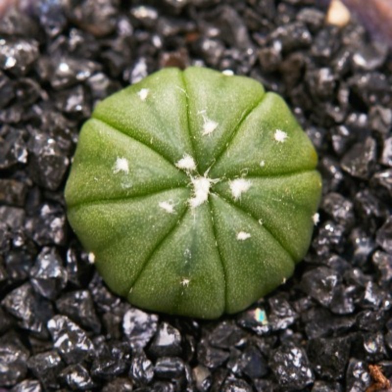 Succulent Plants Cactus Ball Live House Plants for Home Office Garden Decor