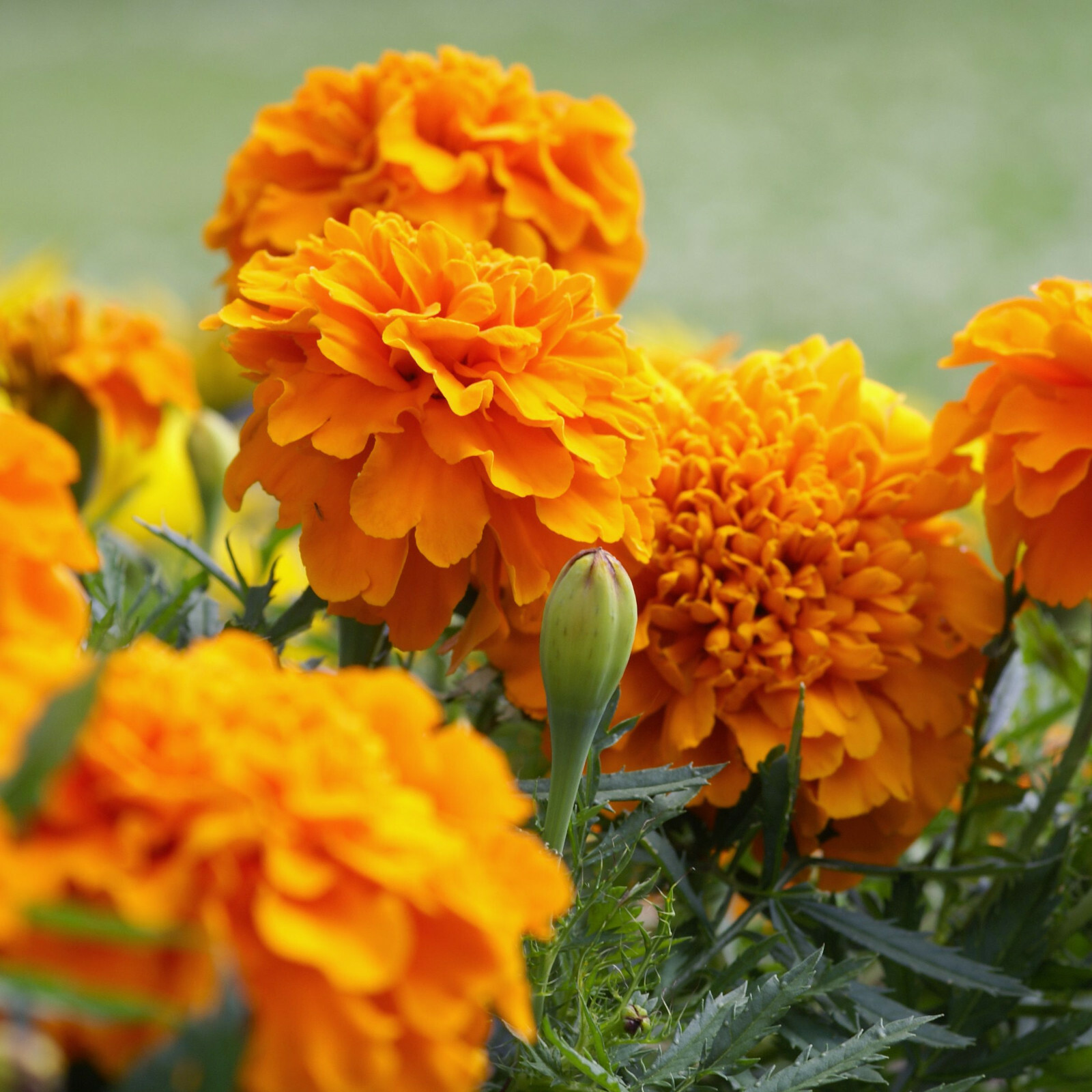 MARIGOLD – SIERRA MIX – Tagetes Erecta – 100 SEEDS – DROUGHT TOLERANT