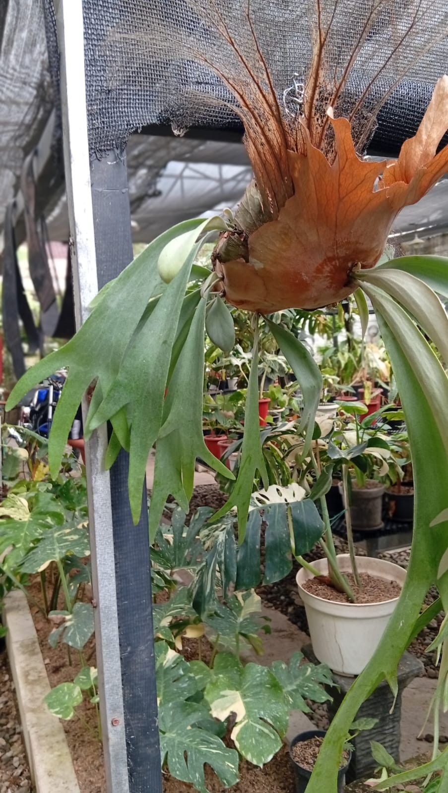 Real Picture Platycerium Bifurcatum Big Size Rare Plant