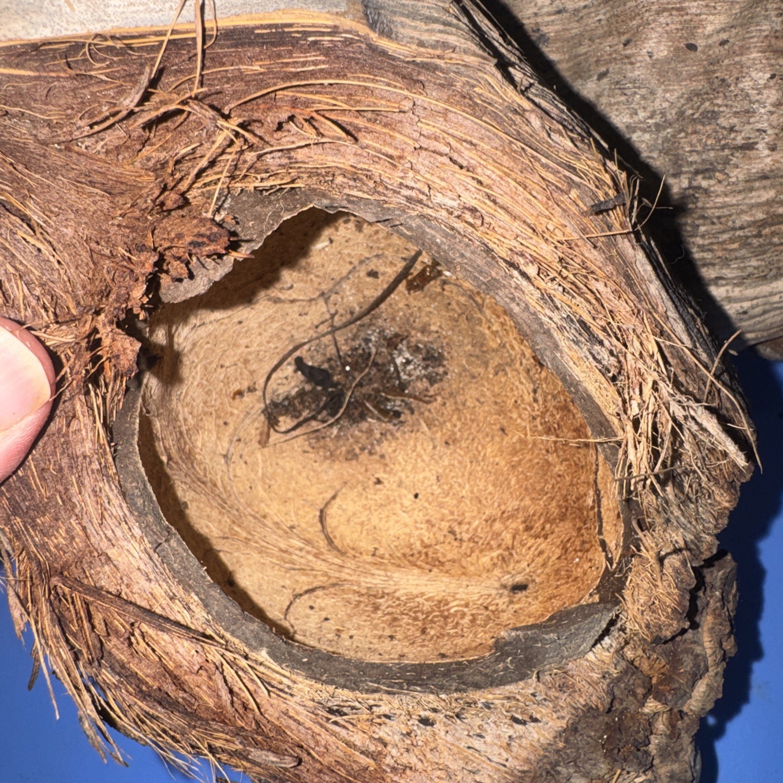 Lot Of 3 Large Coconut Jamaica Beach Whole Husk & Shell 7-9” organic texture