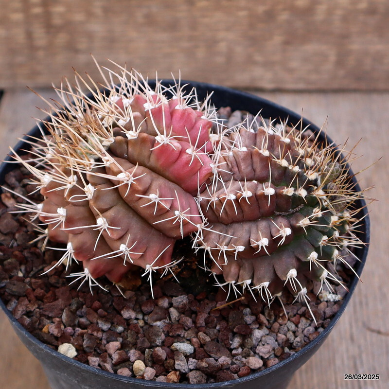 A7123 GYMNOCALYCIUM MIHANOVICHII MULTICOLOR pot14-H8-W12 cm MaMa cactus