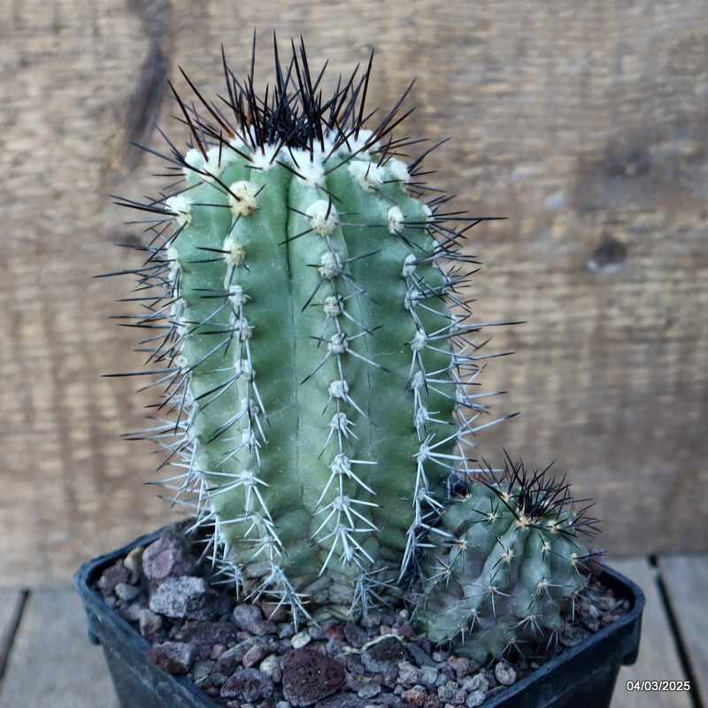 D3276 COPIAPOA STREPTOCAULON pot10-H13-W11 cm MaMa Cactus
