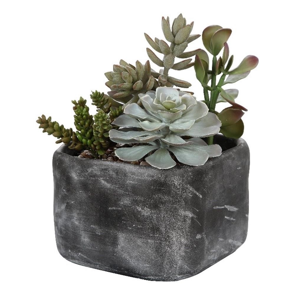 Maklaine Contemporary Plastic Iron Cement Succulents in Black/Green