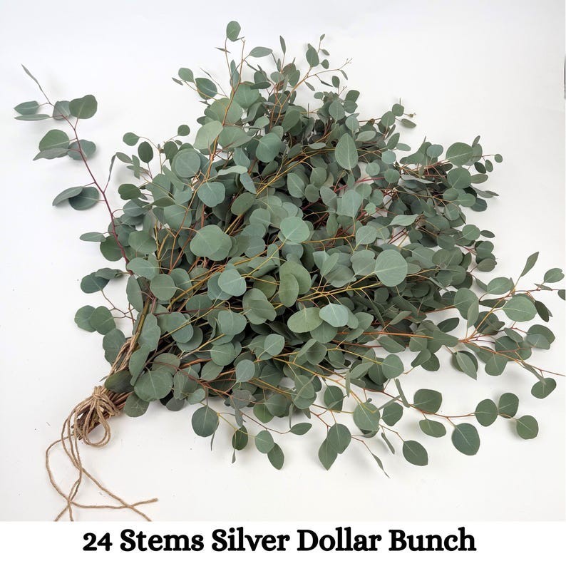 Large Bundle Fresh Silver Dollar Eucalyptus Stems, Home Decor, Gift for Her