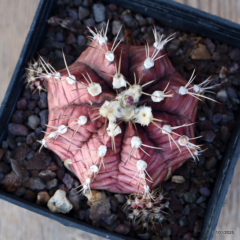 A8468 GYMNOCALYCIUM MIHANOVICHII pot9-H6-W8 cm MaMa Cactus