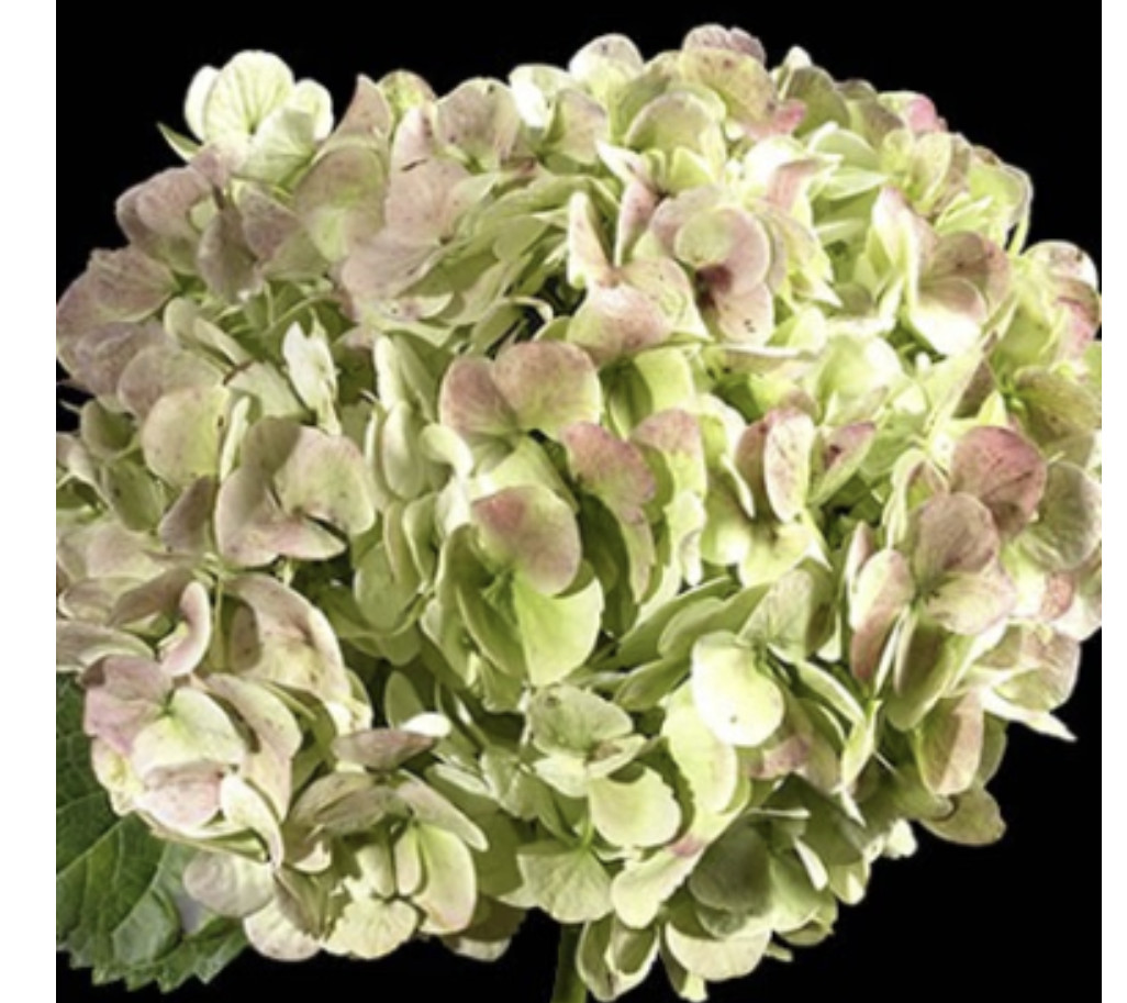 Box of 30 Antique Green Hydrangeas stem – Premium Quality Fresh Bulk Flowers