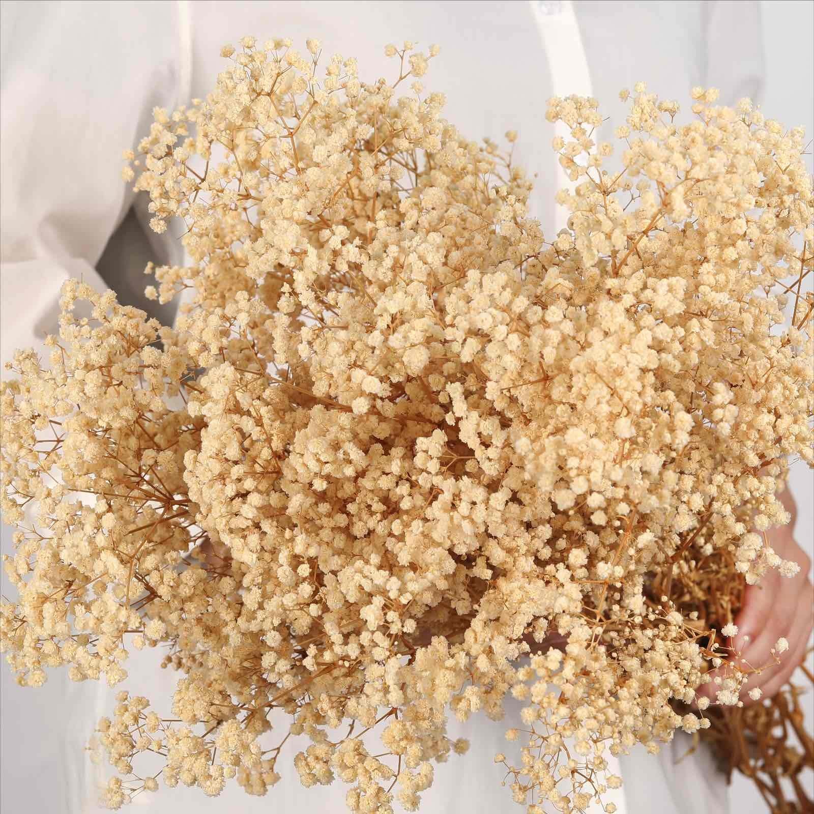 Dried Babys Breath Flowers Bouquet 17 Inch 5000+ Ivory White DIY Decor 6oz