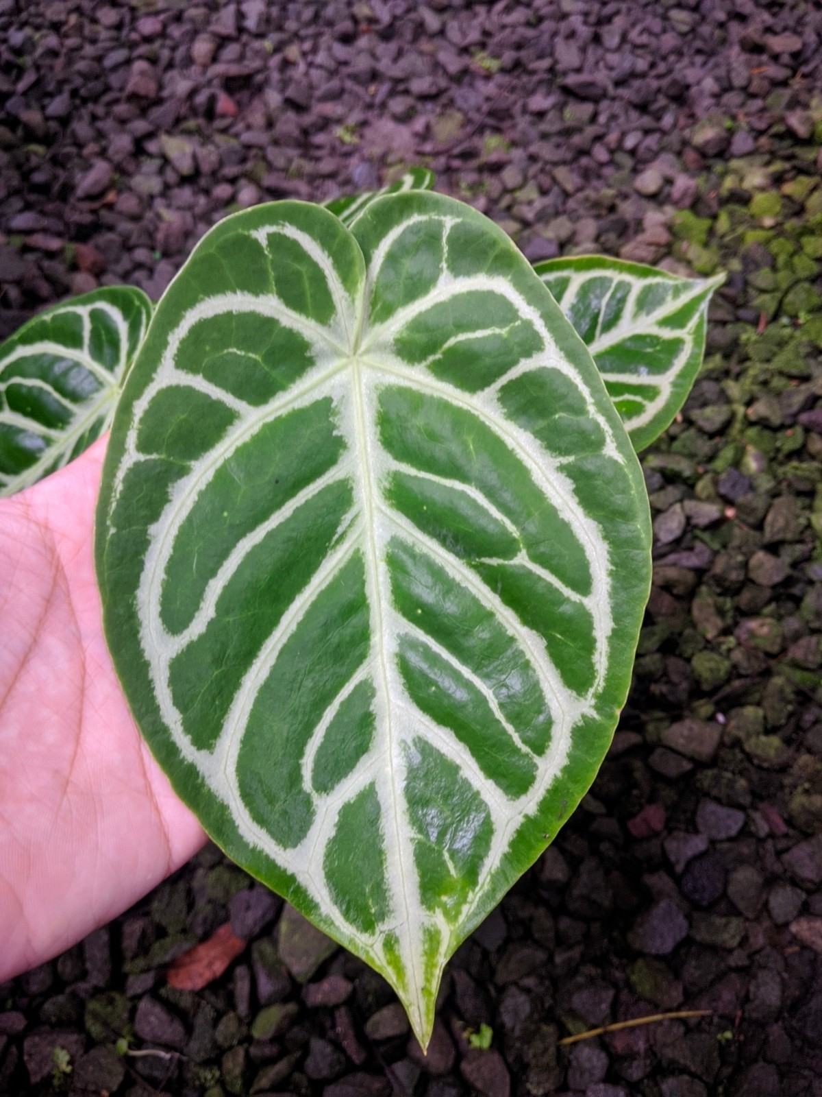 Anthurium Silver Chrome Darkfoam Large Size Real Picture Very Beauty