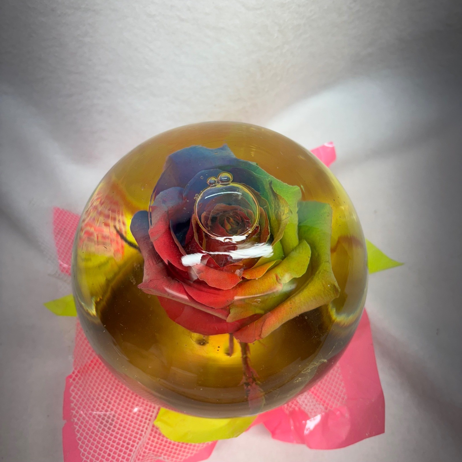 Four Brothers Farms Assorted Rose Globe Resin Preserved Rainbow Flower