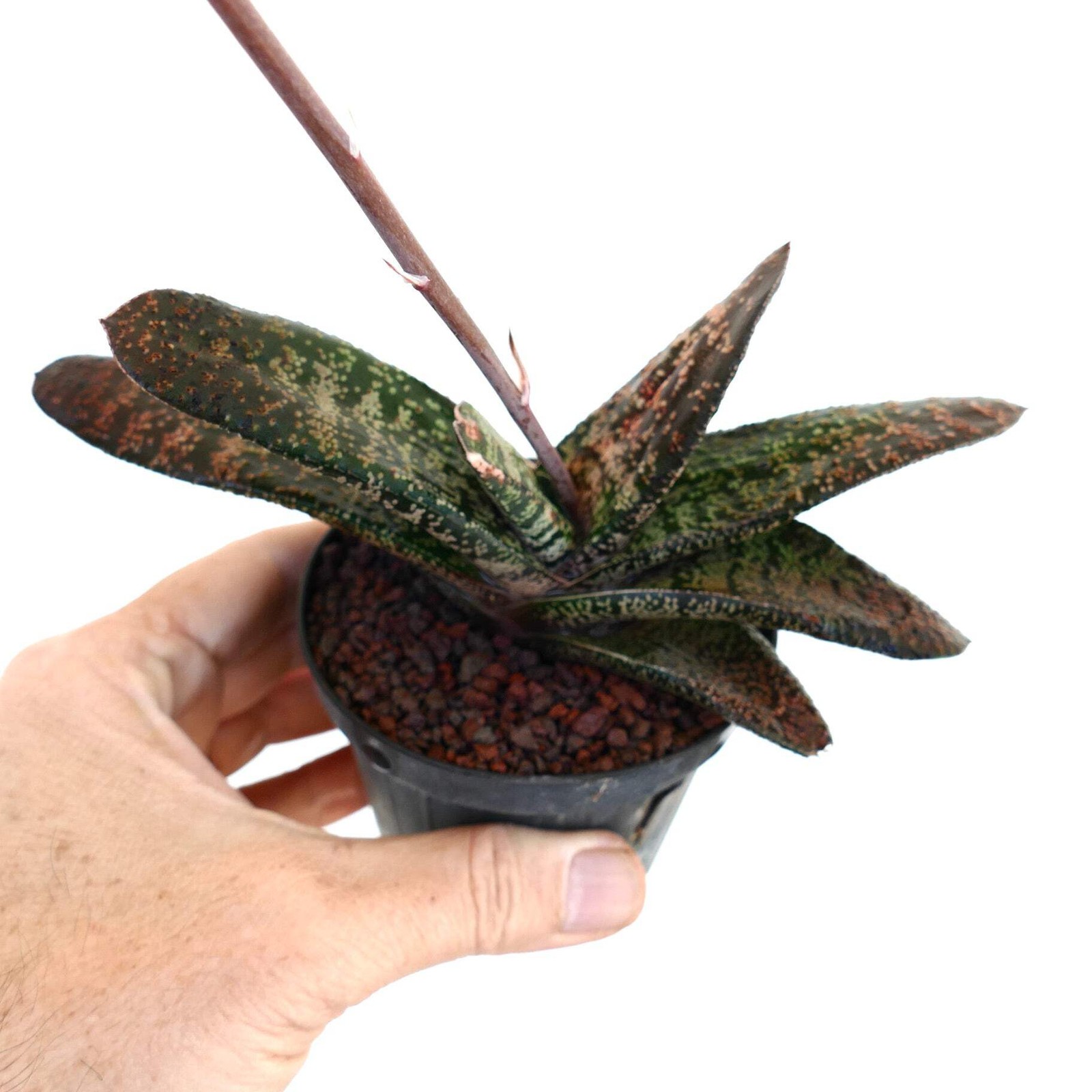 Gasteria batesiana (Limpopo clone) EX SPECKS – Cow tongue plant | Lawyer’s tongu