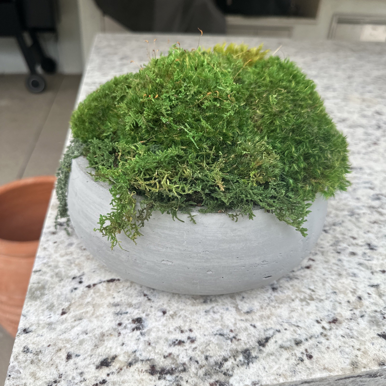 Preserved Moss Green Accent Bowl Table Design Arrangement Interior Garden Decor