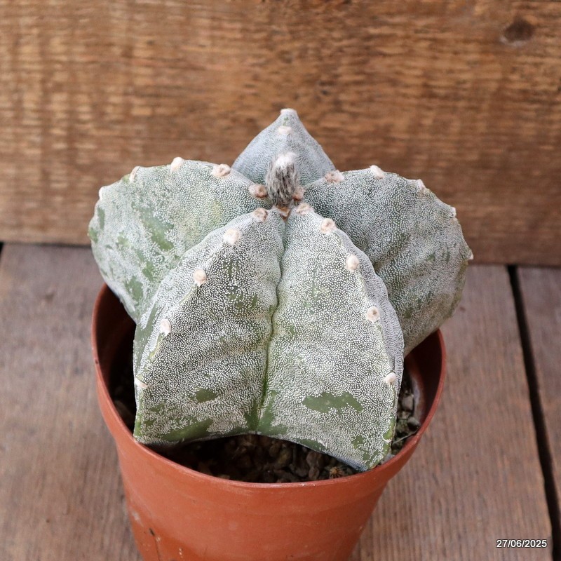 D4901 ASTROPHYTUM MYRIOSTIGMA ONZUKA pot12-H10-W13 cm MaMa Cactus