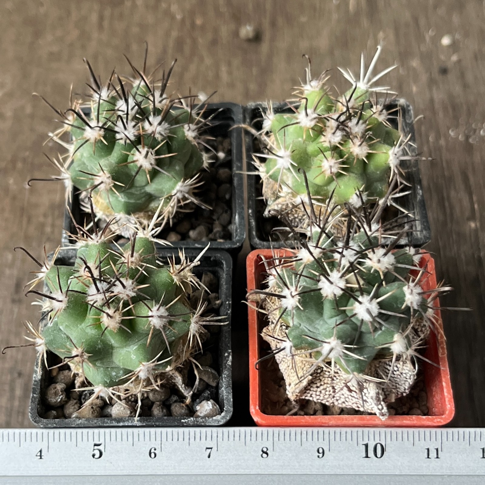 A26-1481 Sclerocactus parviflorus RP22, 4 pieces, grafted
