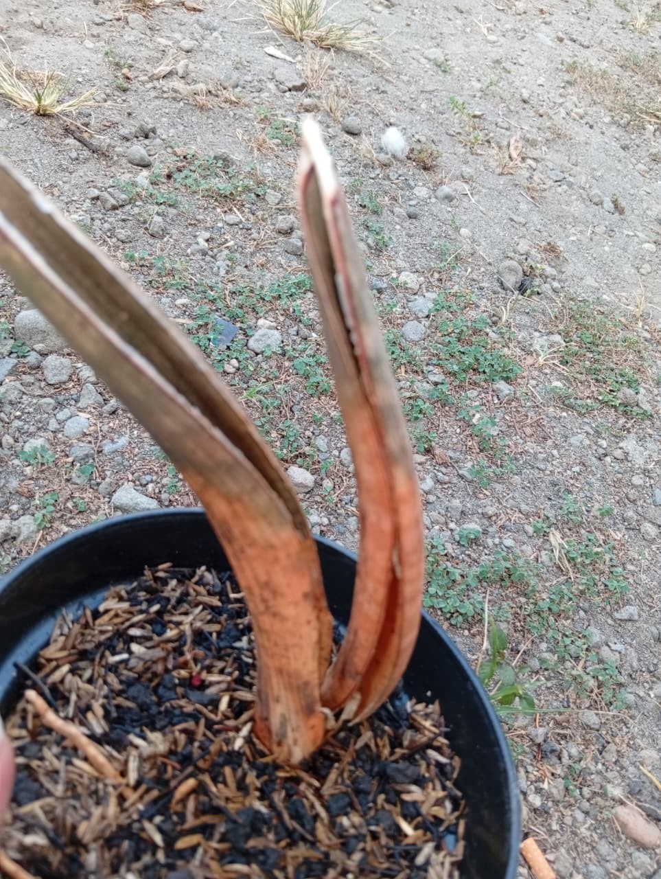 Real Picture Sansevieria Hallii Pink Bat Mocha 2 Leaf