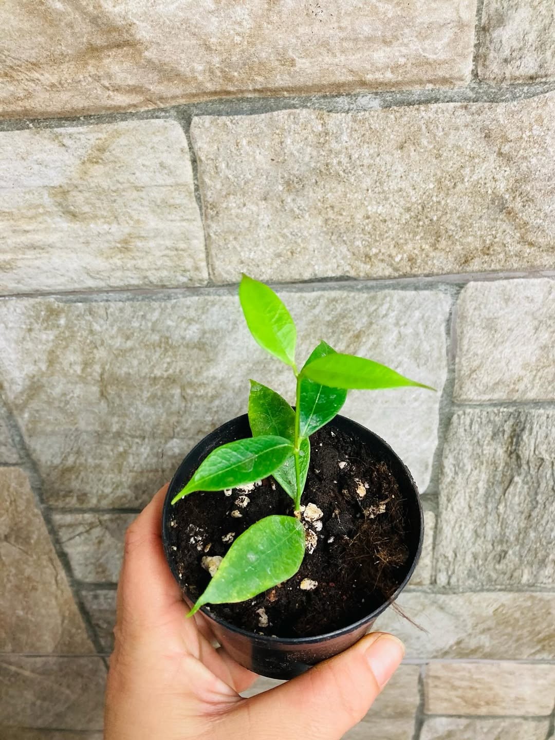 Hoya Odorata Rare Tropical Wax Plant