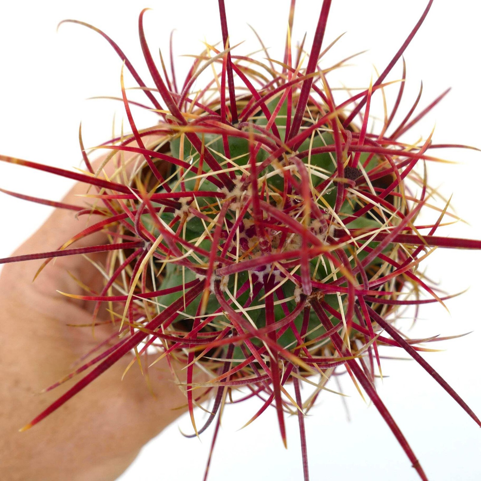 Ferocactus cylindraceus var. lecontei SELECTED 202 – California barrel cactus |