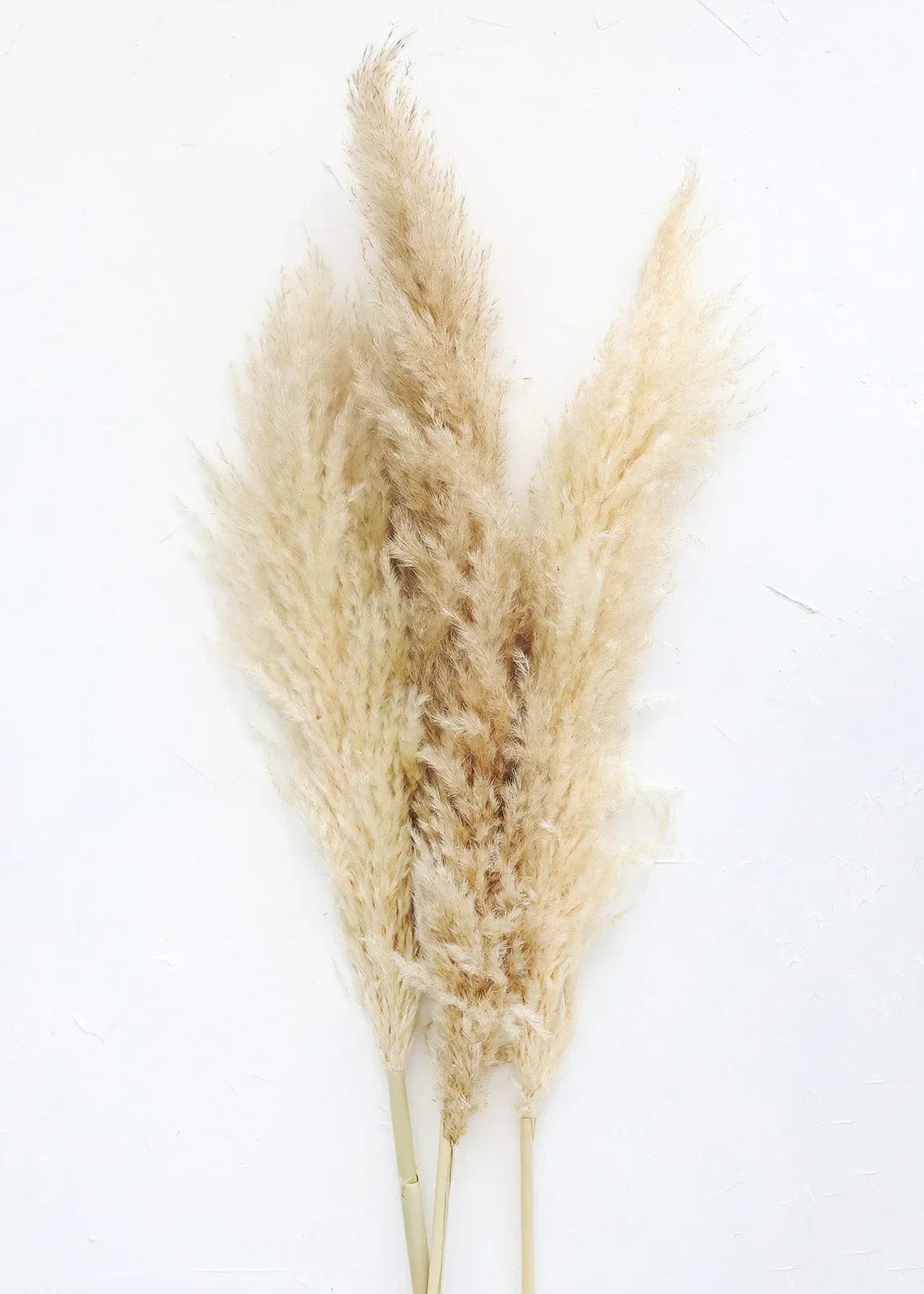 Dried Pampas Grass 15 Stems Natural White Fluffy Reed Home Wedding Decor