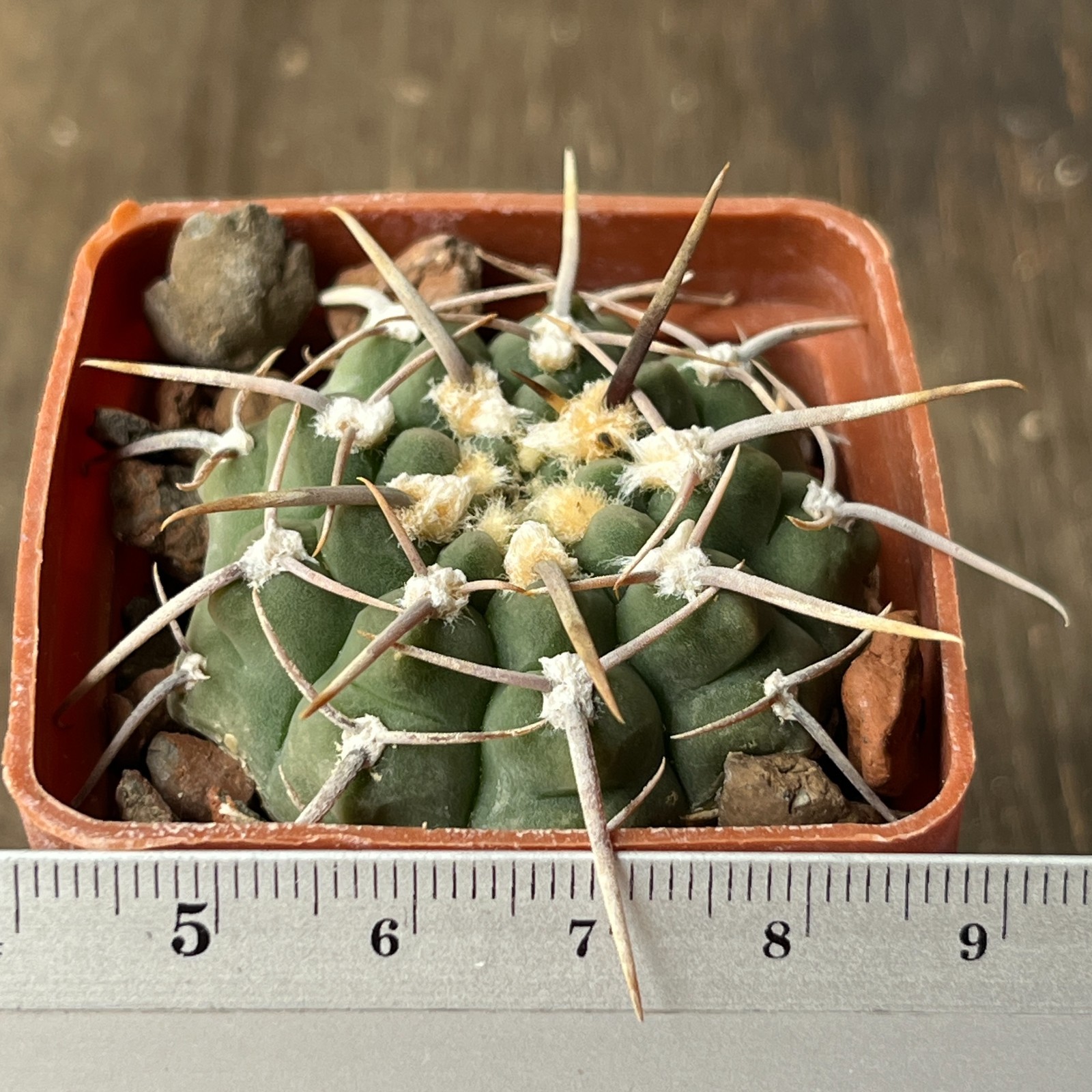 A38-2046 Gymnocalycium knolii, own root