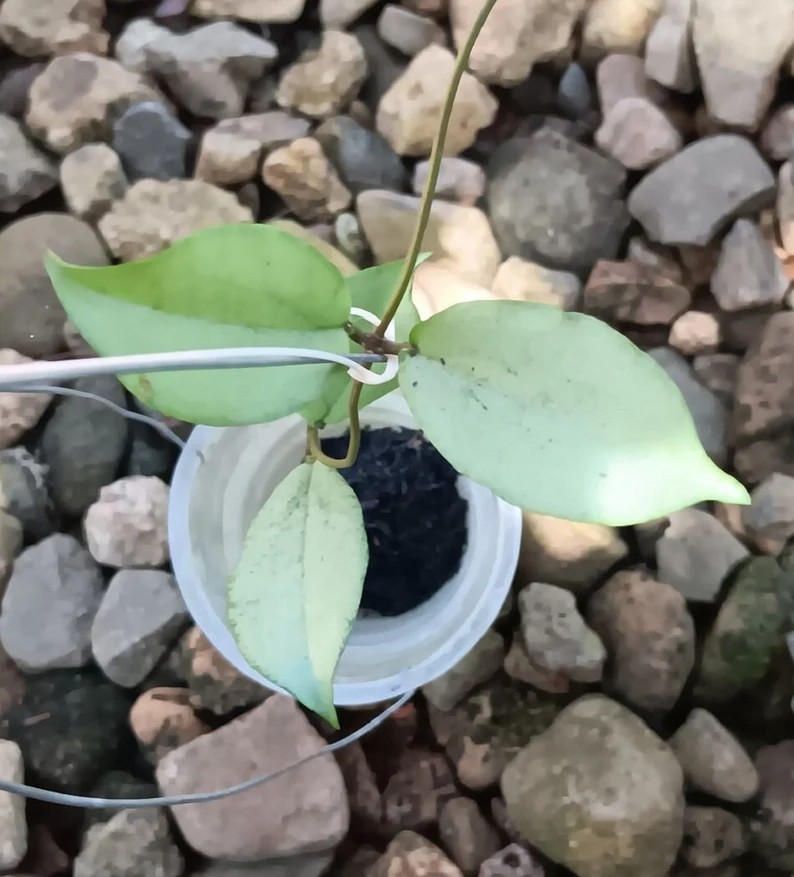 Real Picture Hoya Erythrina Silver Rare Plant