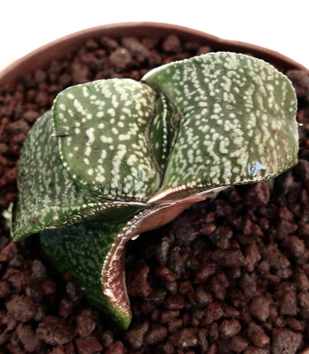 Gasteria armstrongii SUPER WHITE PEARL EX THAILAND – Armstrong’s gasteria | Cow