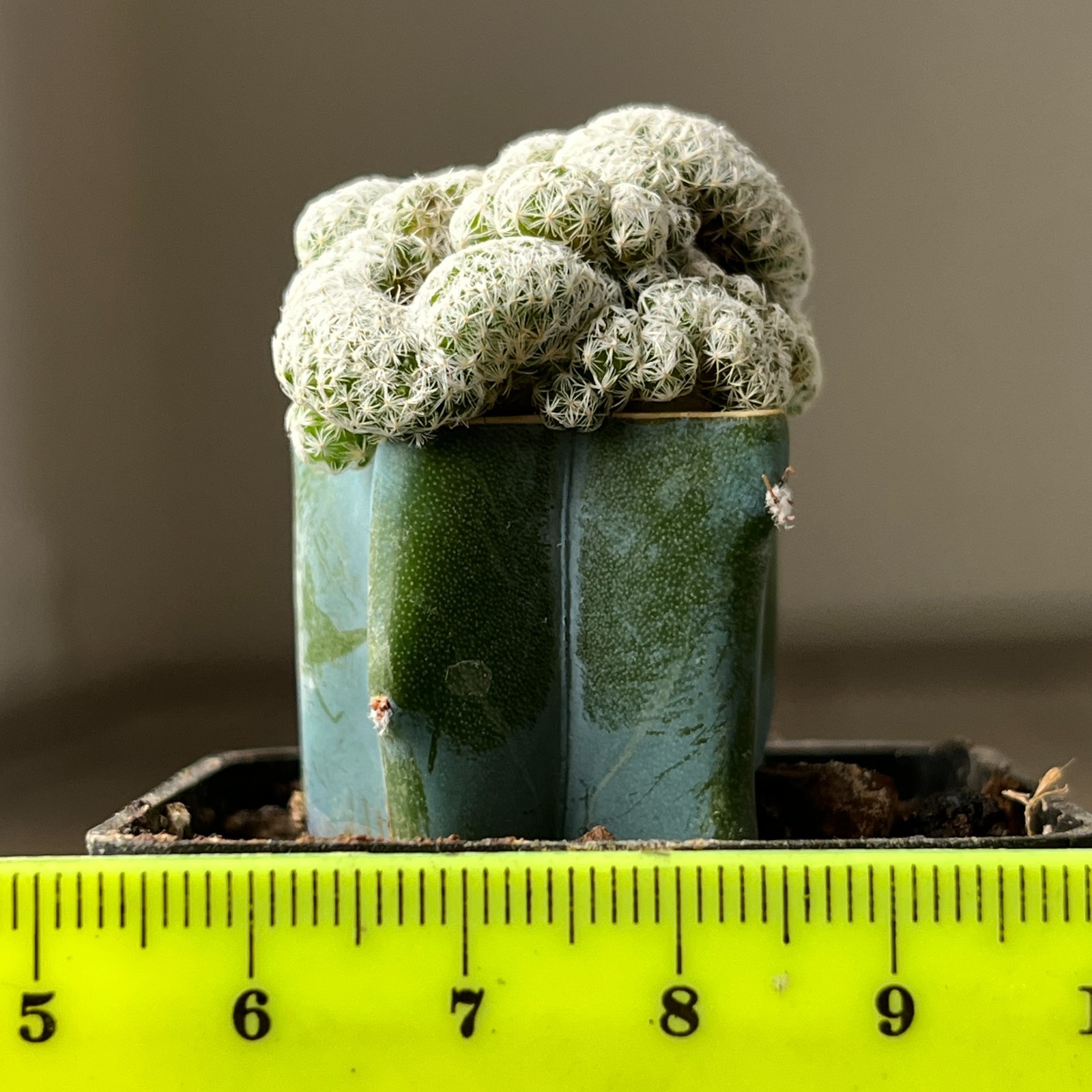 A36-137 Mammillaria herrerae f. cristata, grafted