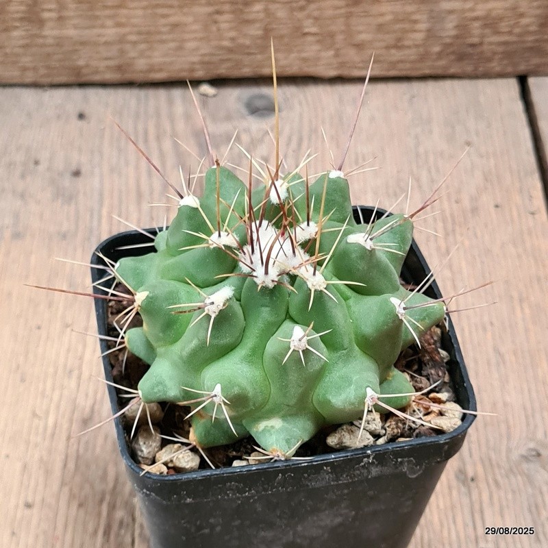 D6293 THELOCACTUS MATUDAE pot8-H6-W9 cm MaMa Cactus