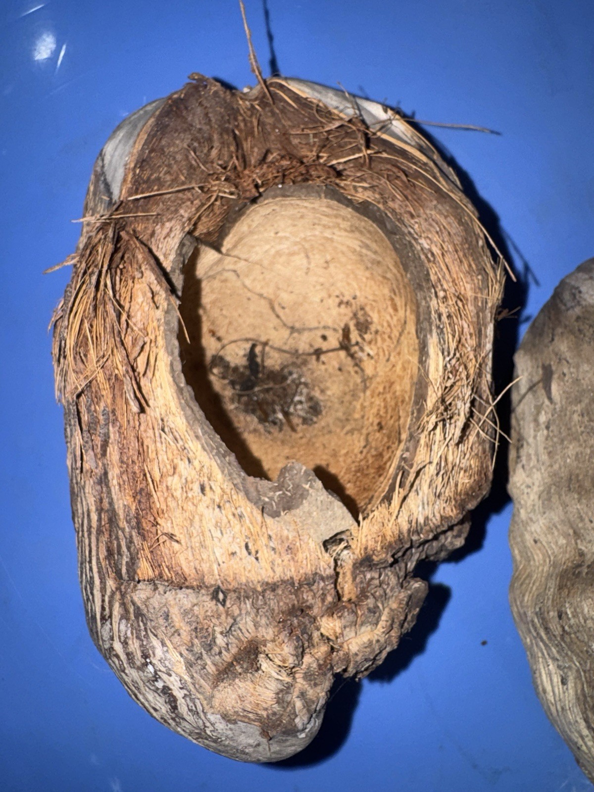 Lot Of 3 Large Coconut Jamaica Beach Whole Husk & Shell 7-9” organic texture