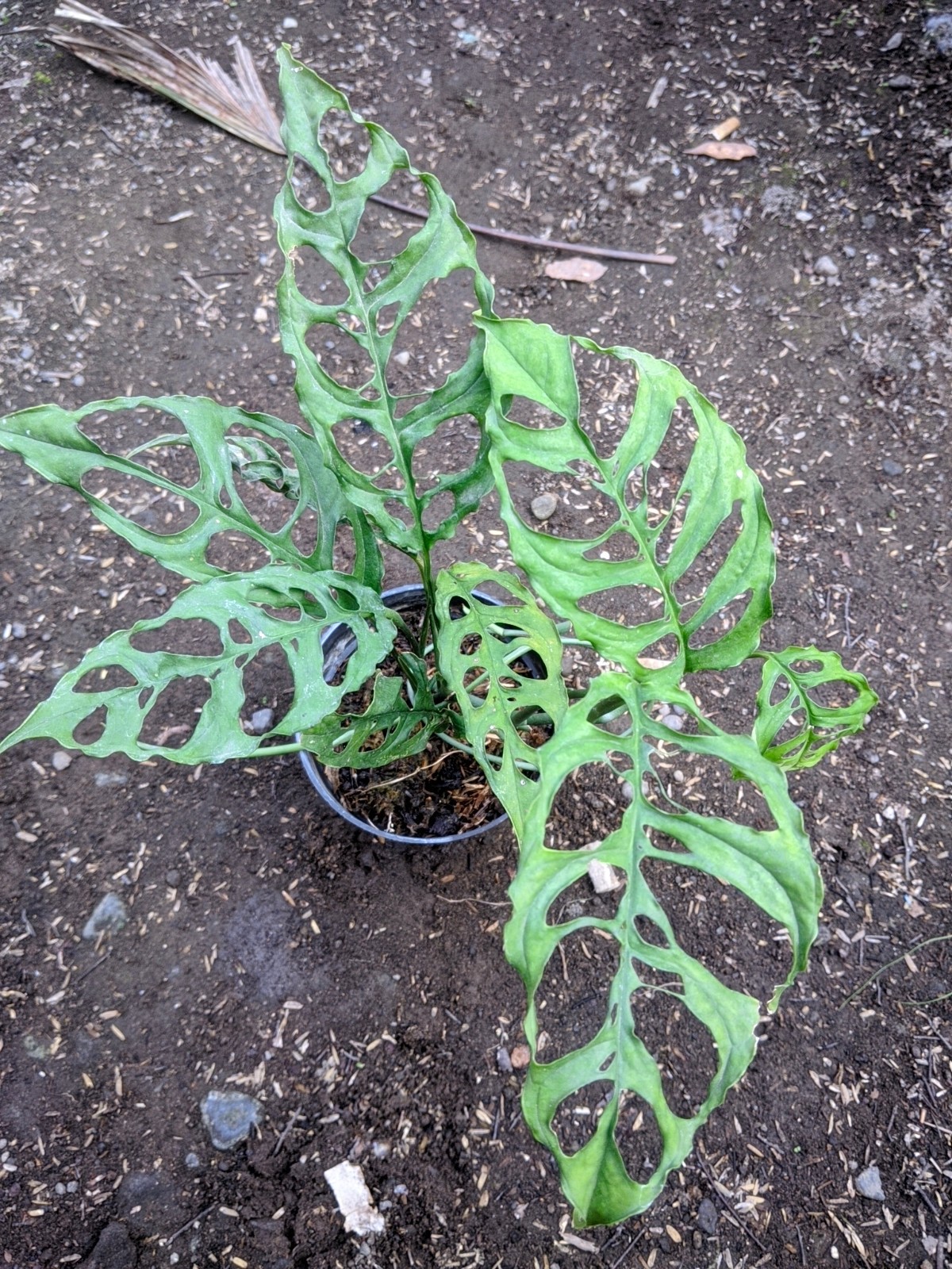 Monstera Obliqua Peru Lush Leave Real Picture
