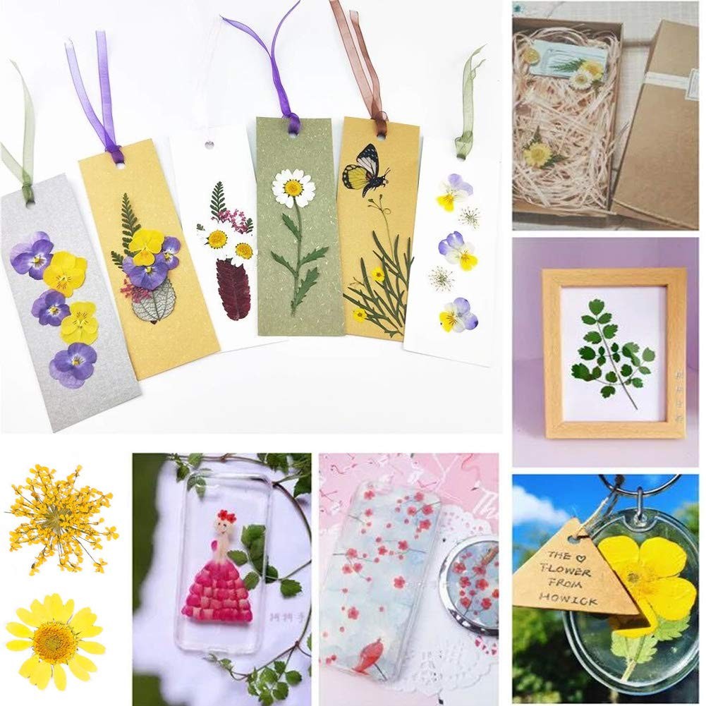 Yellow Real Nature Dried Pressed Flowers Colorful Daisies DIY Crafts Resin