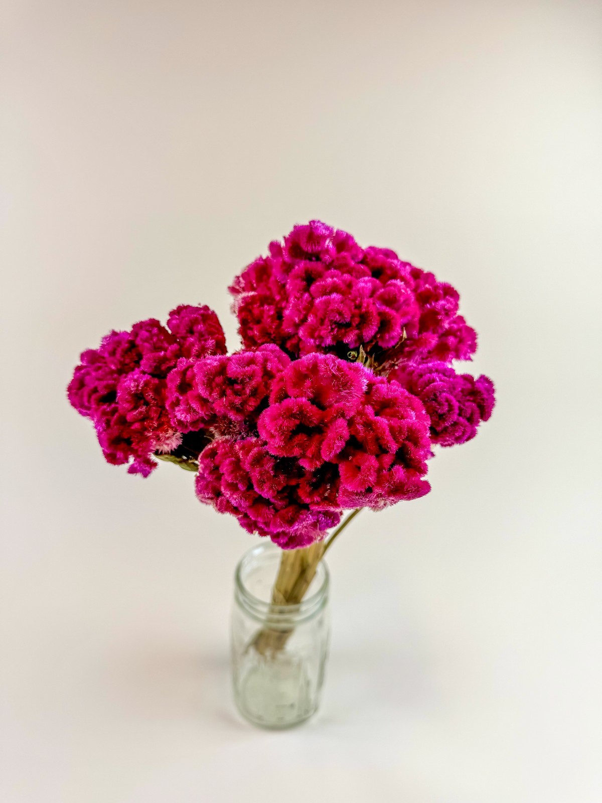 Coxcomb (Celosia) – Magenta Collection Dried Flowers