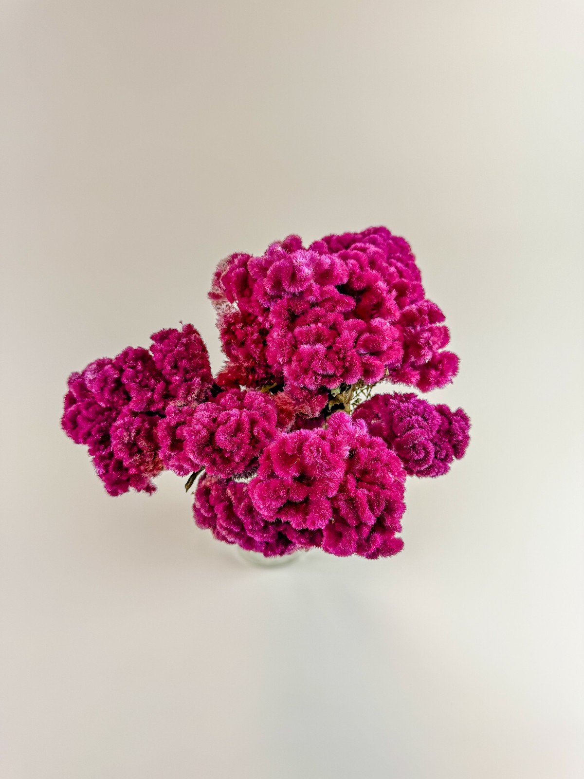 Coxcomb (Celosia) – Magenta Collection Dried Flowers