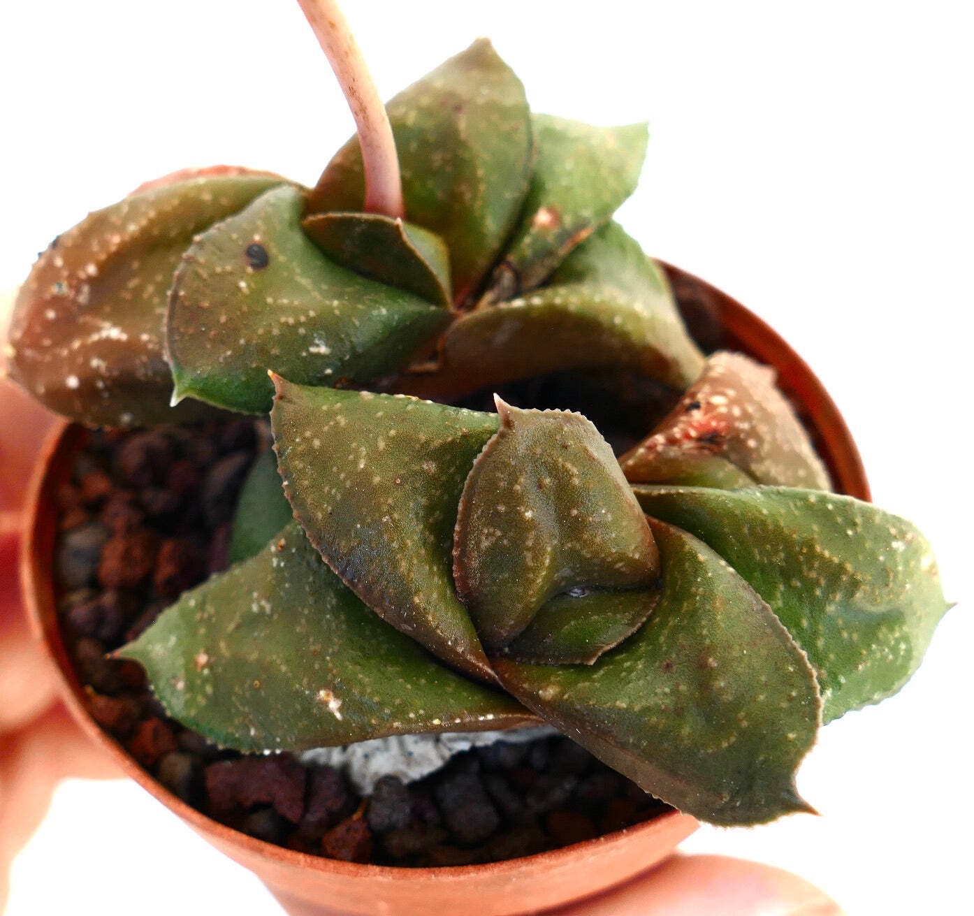 Gasteria armstrongii cv ‘ 森の矮人 ‘ – Armstrong’s gasteria | Ox tongue