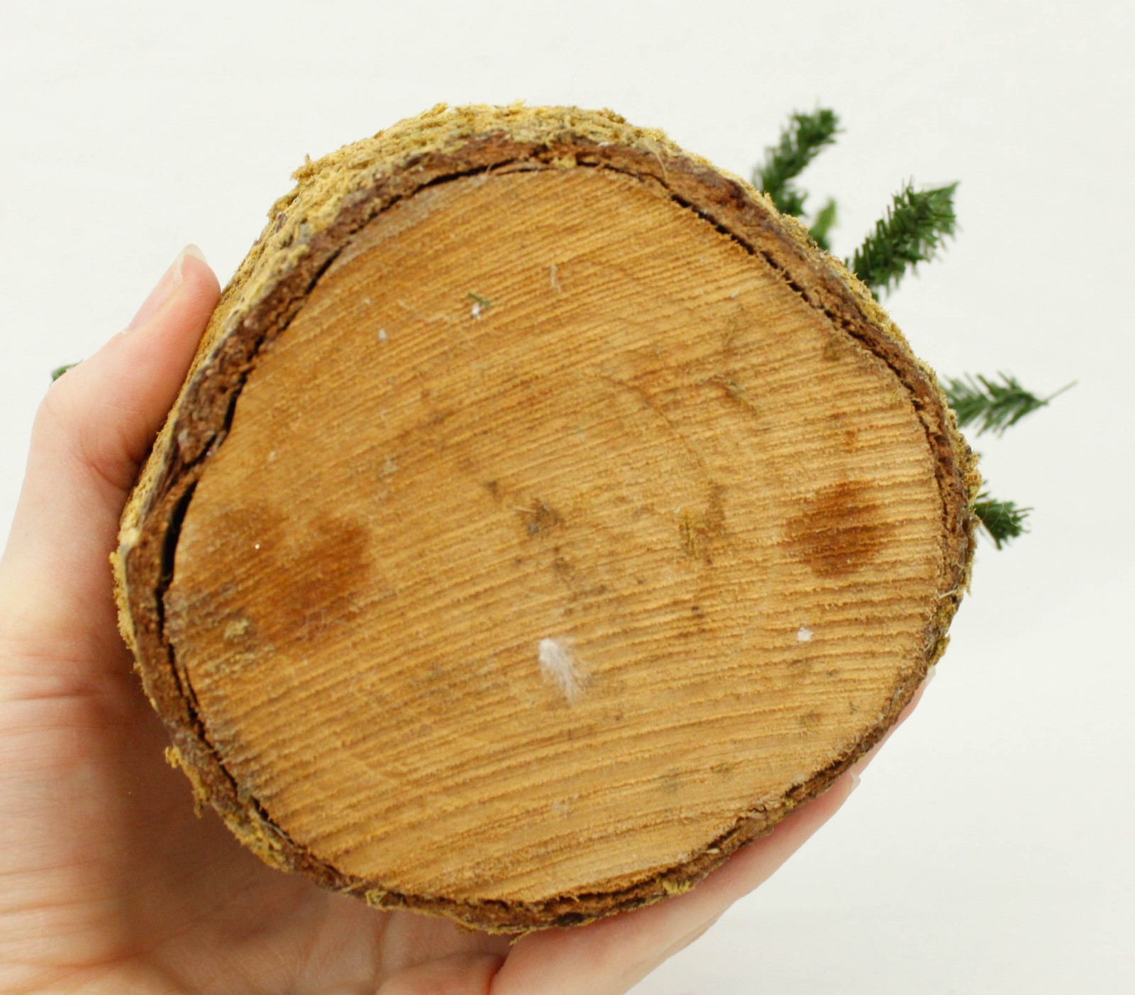 Two Small Pine Trees Tabletop Shelf Nature Decoration Moss Base