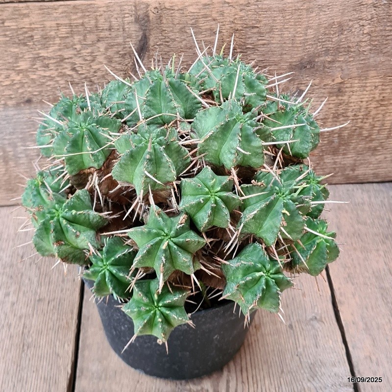 D6483 EUPHORBIA MELOFORMIS pot18-H19-W27 cm MaMa Cactus