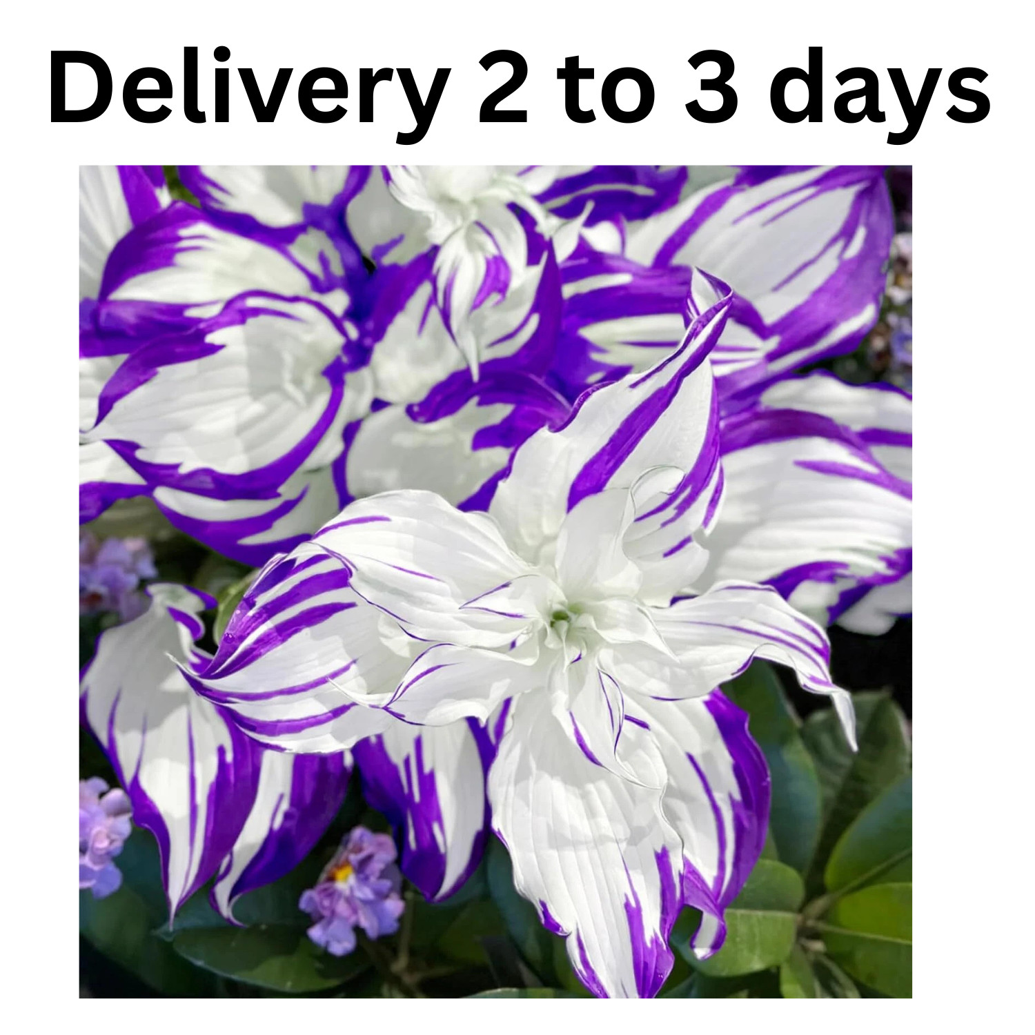 200 Purple Hosta Seeds, Rare Colorful Perennial Hosta Plants for Planting