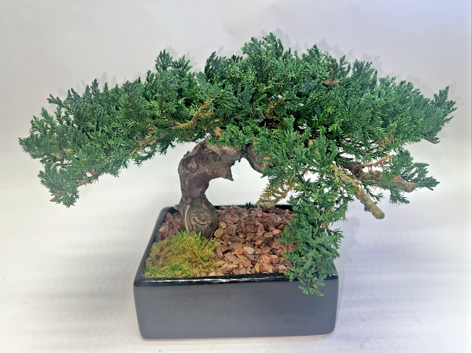 Juniper Bonsai Tree Monterey Single Trunk Preserved 11” tall x 16” wide