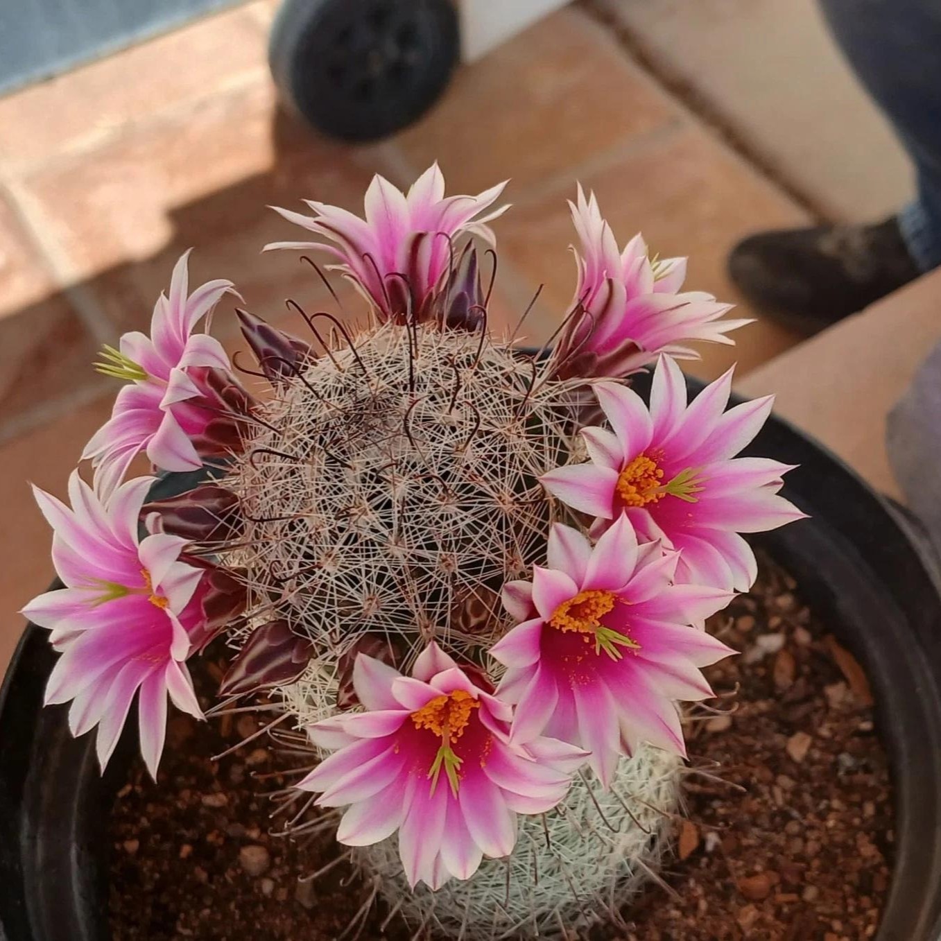 Mammillaria hahniana Old Lady Cactus Cactiand exotica Rare Succulent Plant
