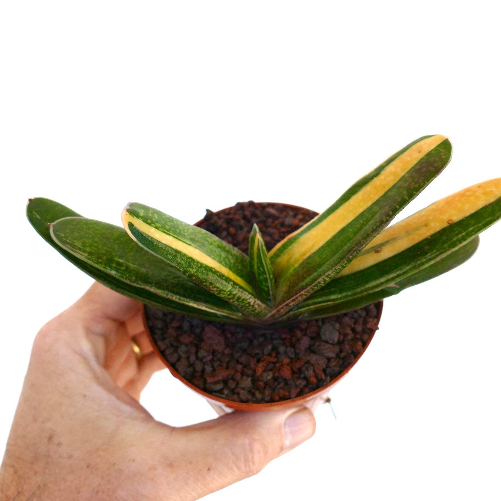 Gasteria carinata cv. ‘Rainbow’ VARIEGATED – Bredasdorp gasteria | Carinate gast