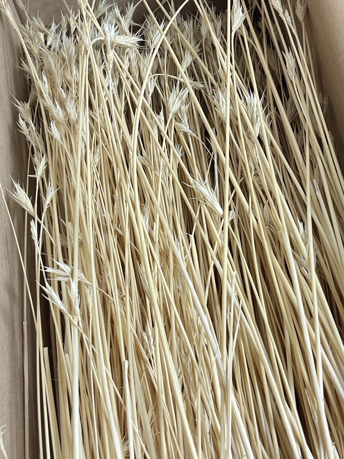Dried Foxtail Grass Bundle: Rustic Floral Arrangement Supply in Natural Color