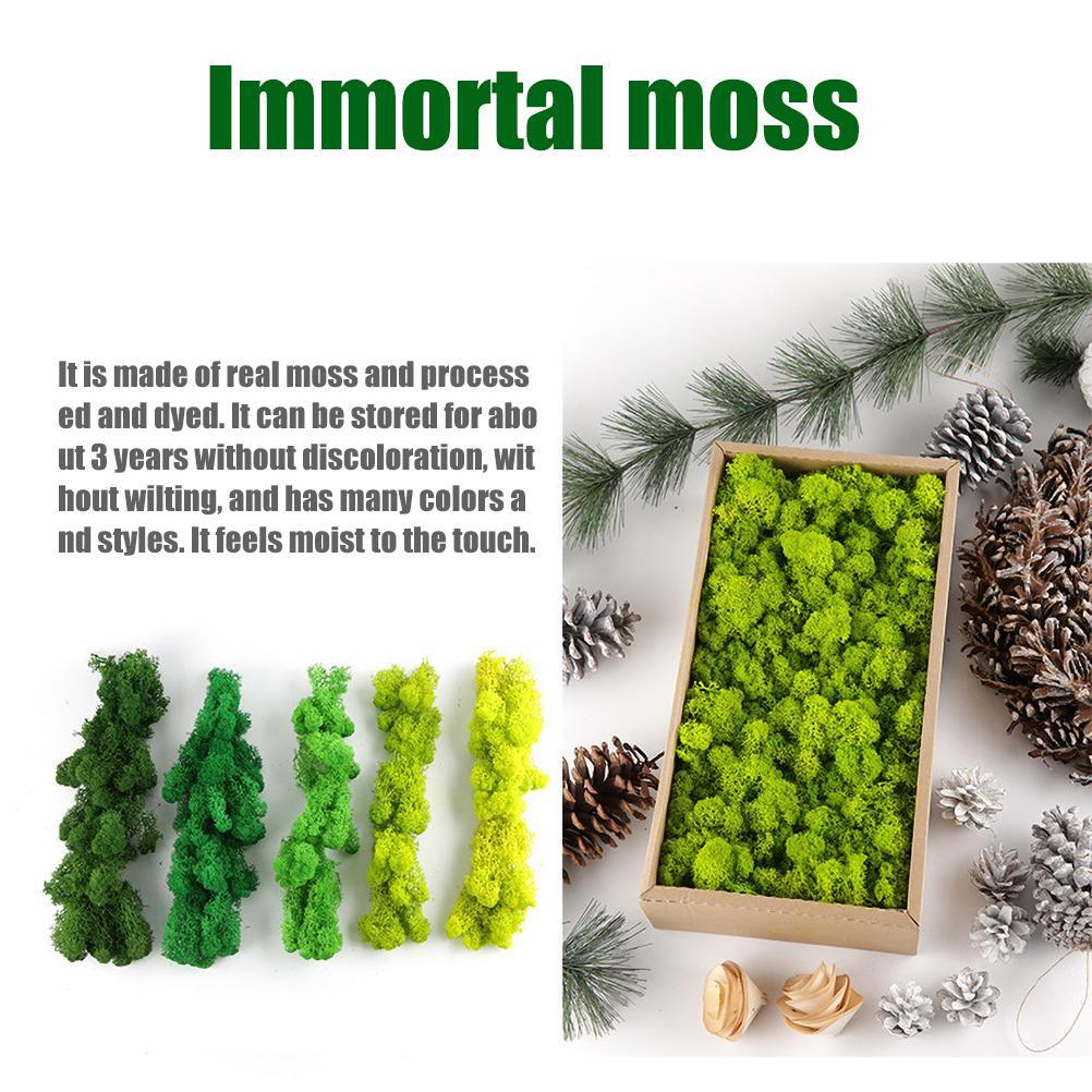New Preserved Decorative Moss Natural New Preserved Moss For Home Decoration US