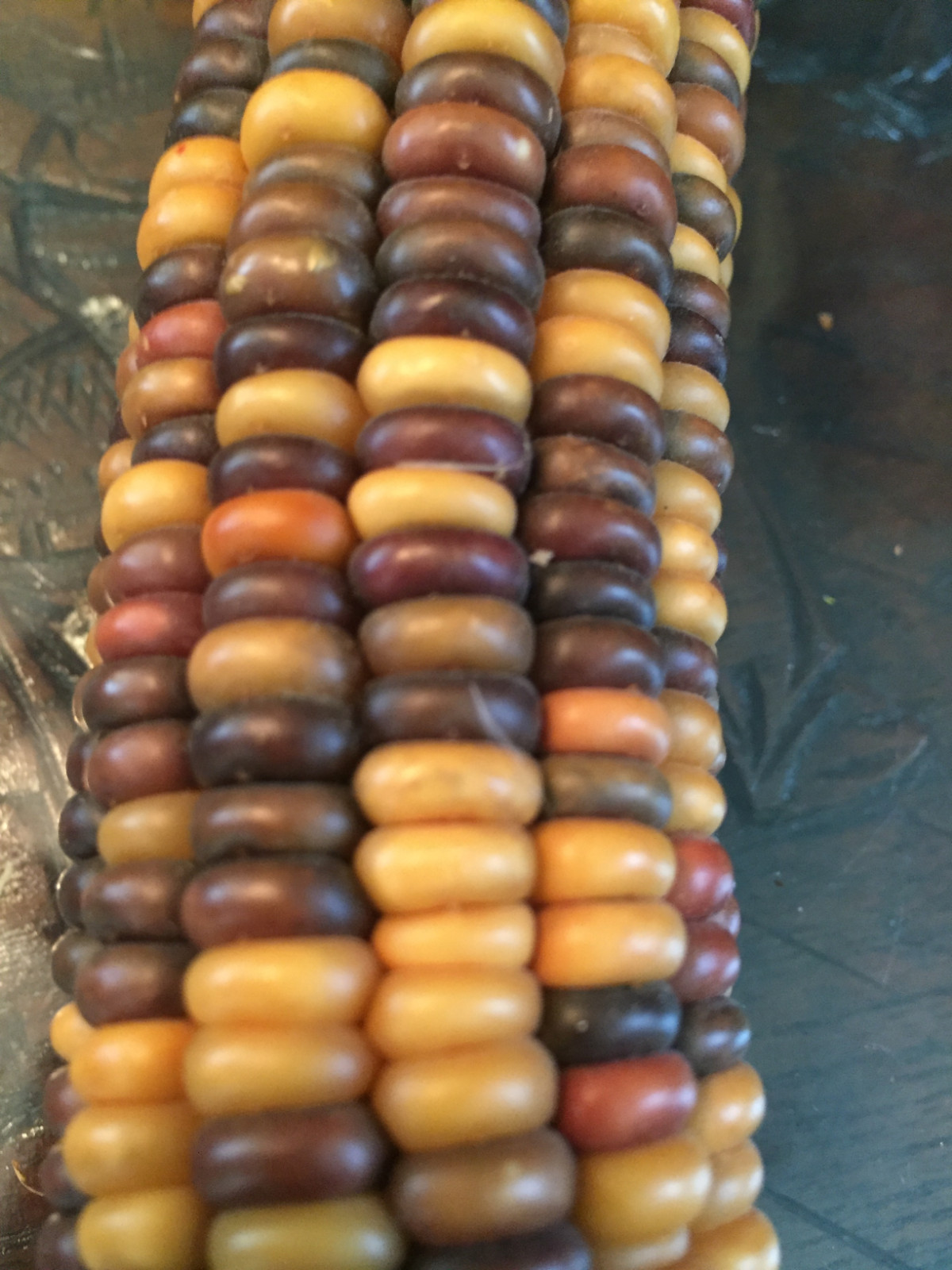 native american Indian Corn various lengths Thanksgiving Fall Decor