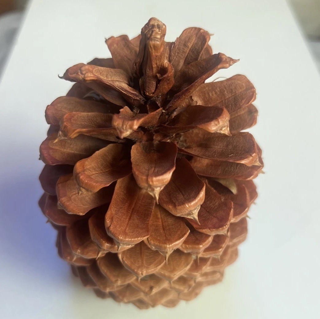 Reddish Brown Pinecone 5.5” x 3.5” Likely Jeffrey Pine Cone Forest Rustic Decor