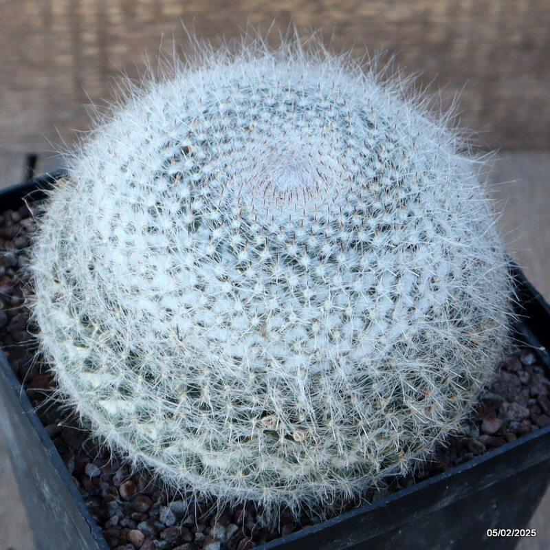A9622 MAMMILLARIA HANIANA pot14-H10-W13 cm MaMa Cactus
