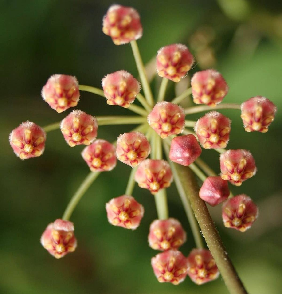 Real Picture Hoya Incurvula Sp Sulawesi Rare Plant