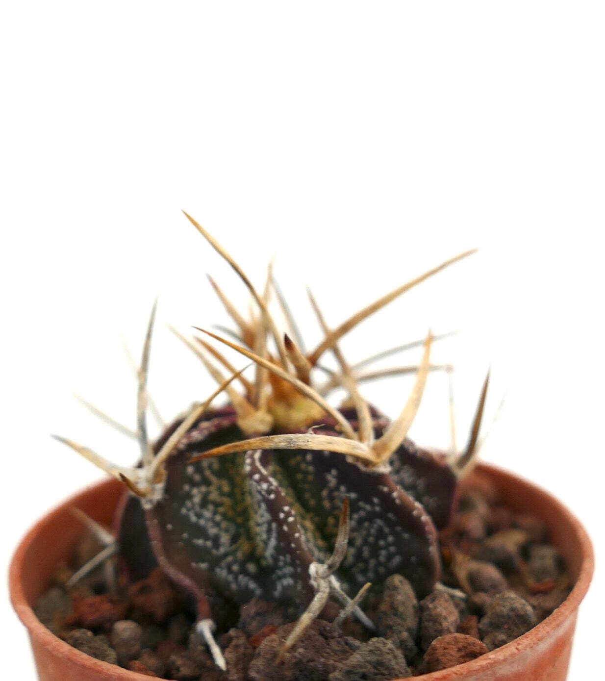Astrophytum capricorne cv GOLDEN BUFFALO – Goat’s horn cactus | Star cactus